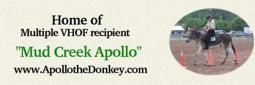 apollothedonkey