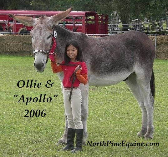 Apollo and Ollie